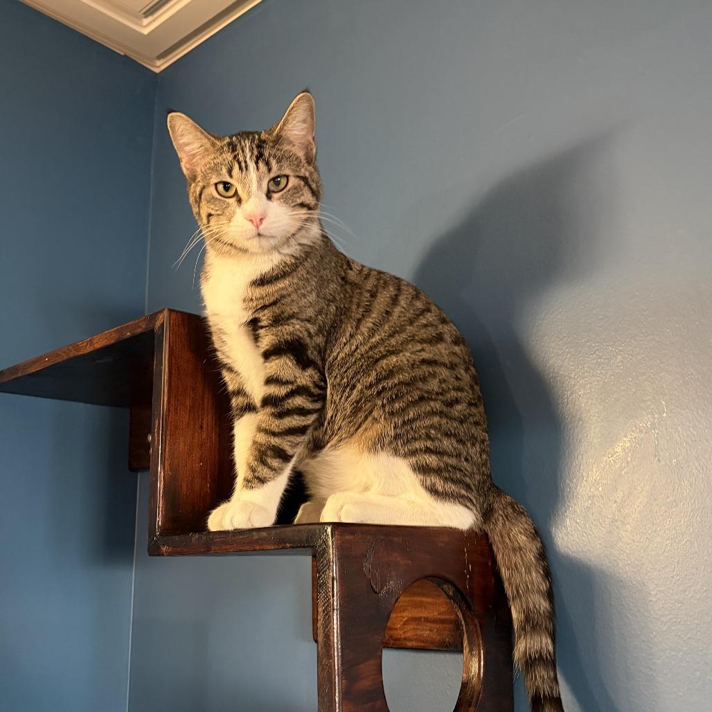 Enlarge Alec, a Adoptable Domestic Short Hair in Bloomington, IL image 4/4