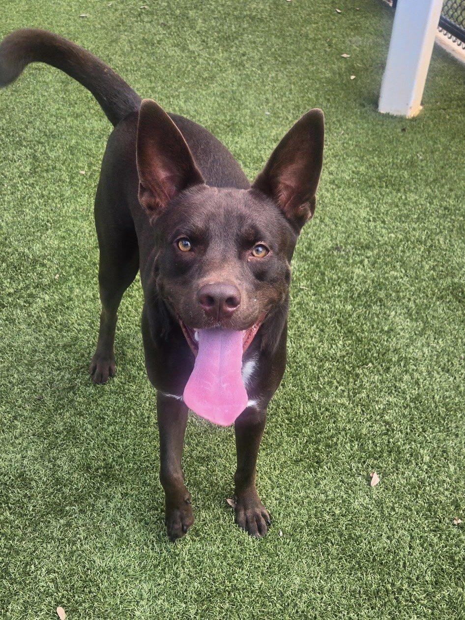 Enlarge Bandit, a ADOPTABLE mixed breed in Daphne, AL image 1/3