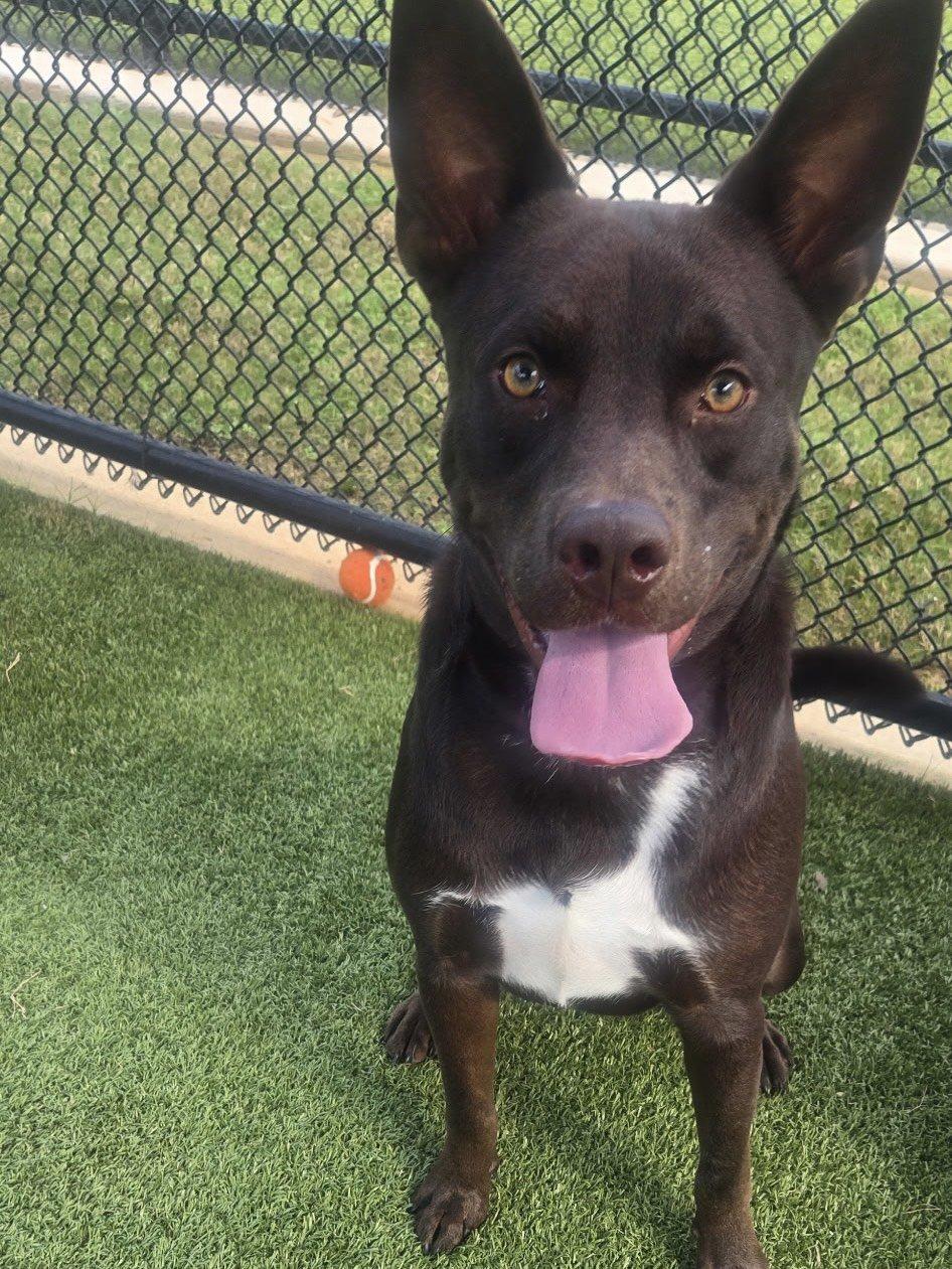 Enlarge Bandit, a ADOPTABLE mixed breed in Daphne, AL image 2/3