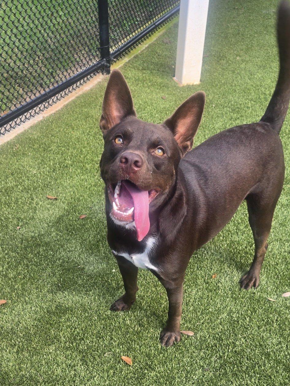 Enlarge Bandit, a ADOPTABLE mixed breed in Daphne, AL image 3/3