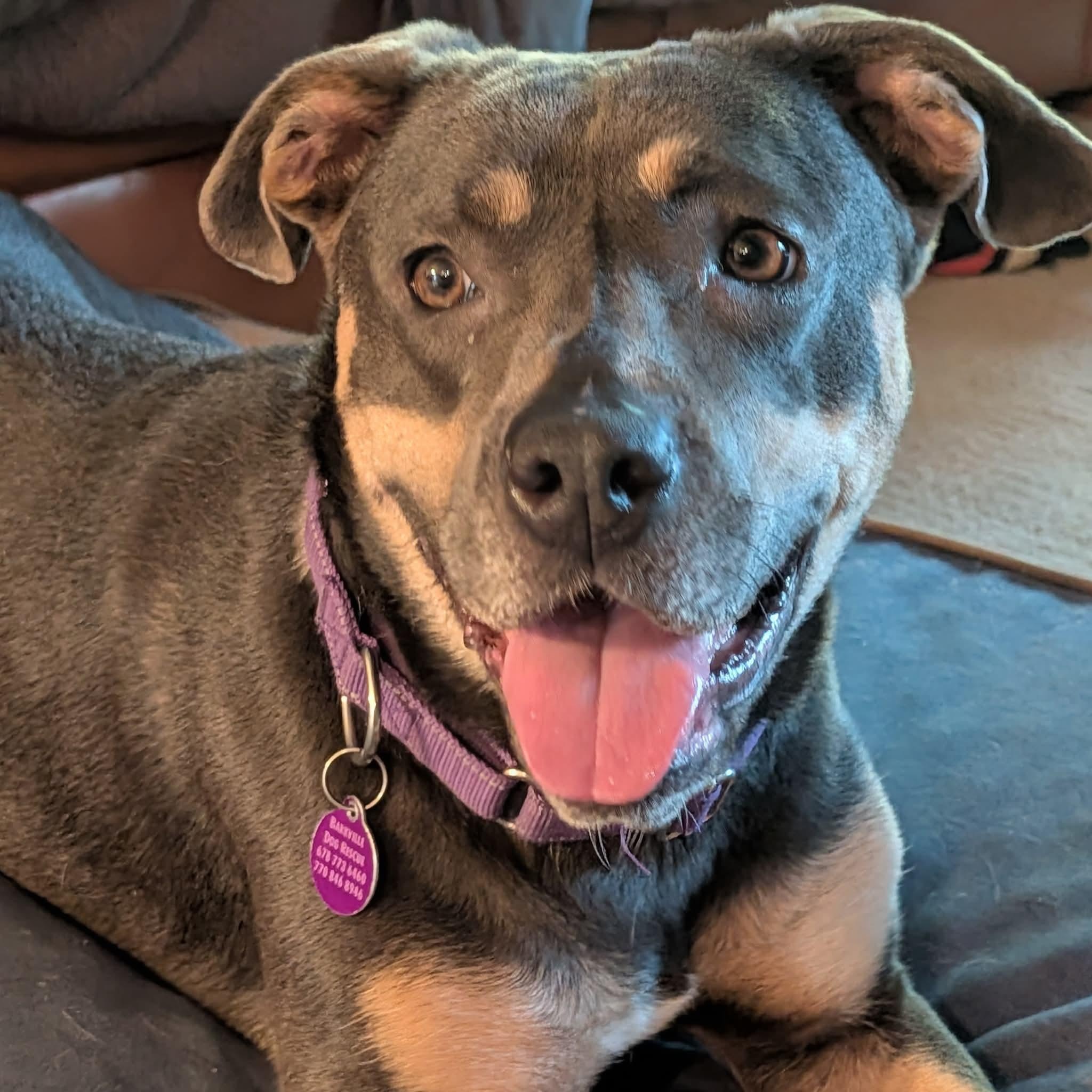 Mulan, a Adoptable Pit Bull Terrier in Roswell, GA image 2/5