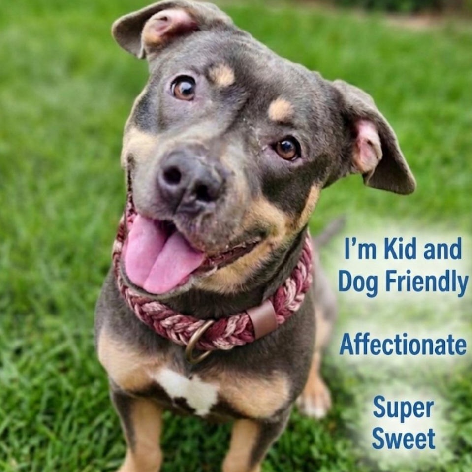 Mulan, a Adoptable Pit Bull Terrier in Roswell, GA image 1/5