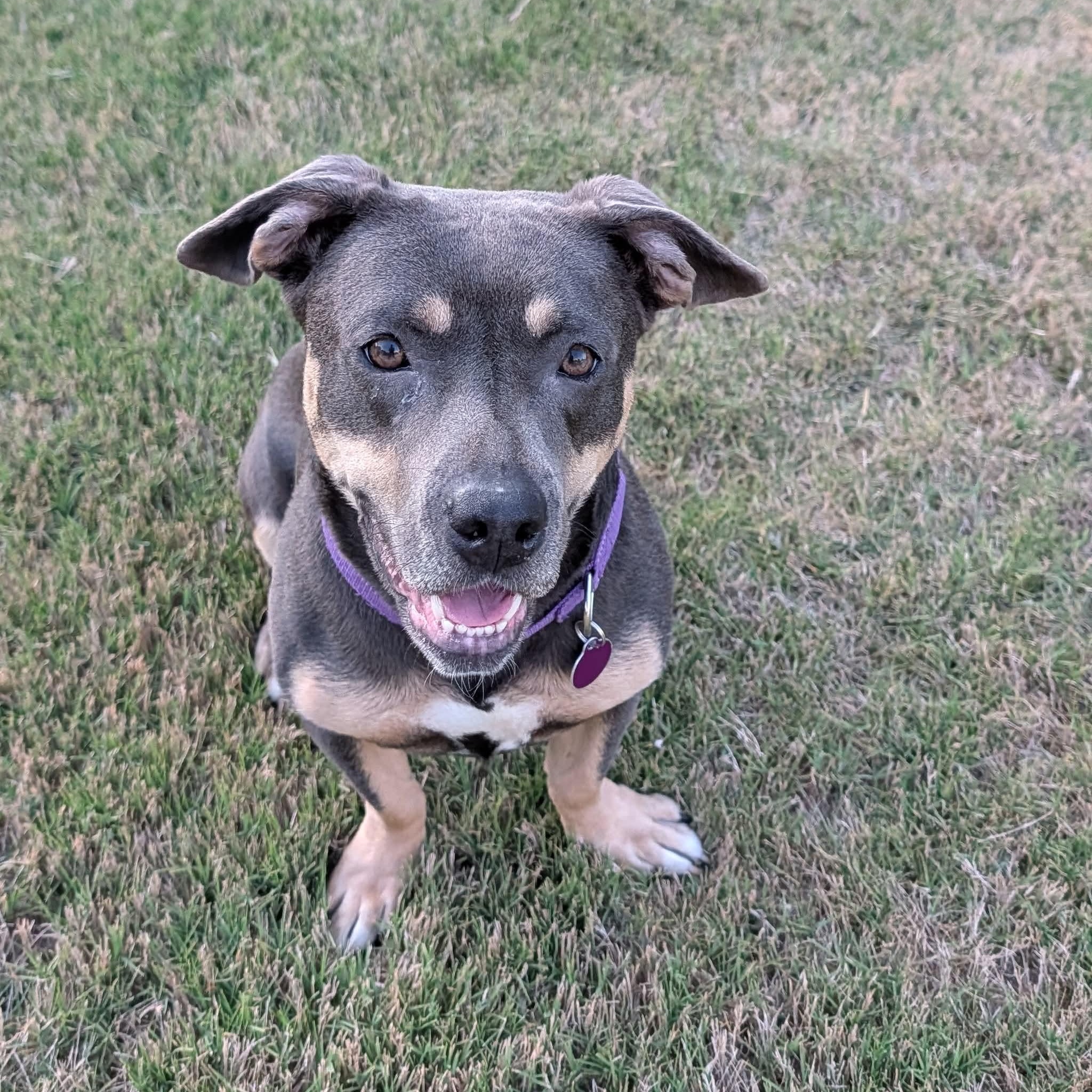 Mulan, a Adoptable Pit Bull Terrier in Roswell, GA image 4/5