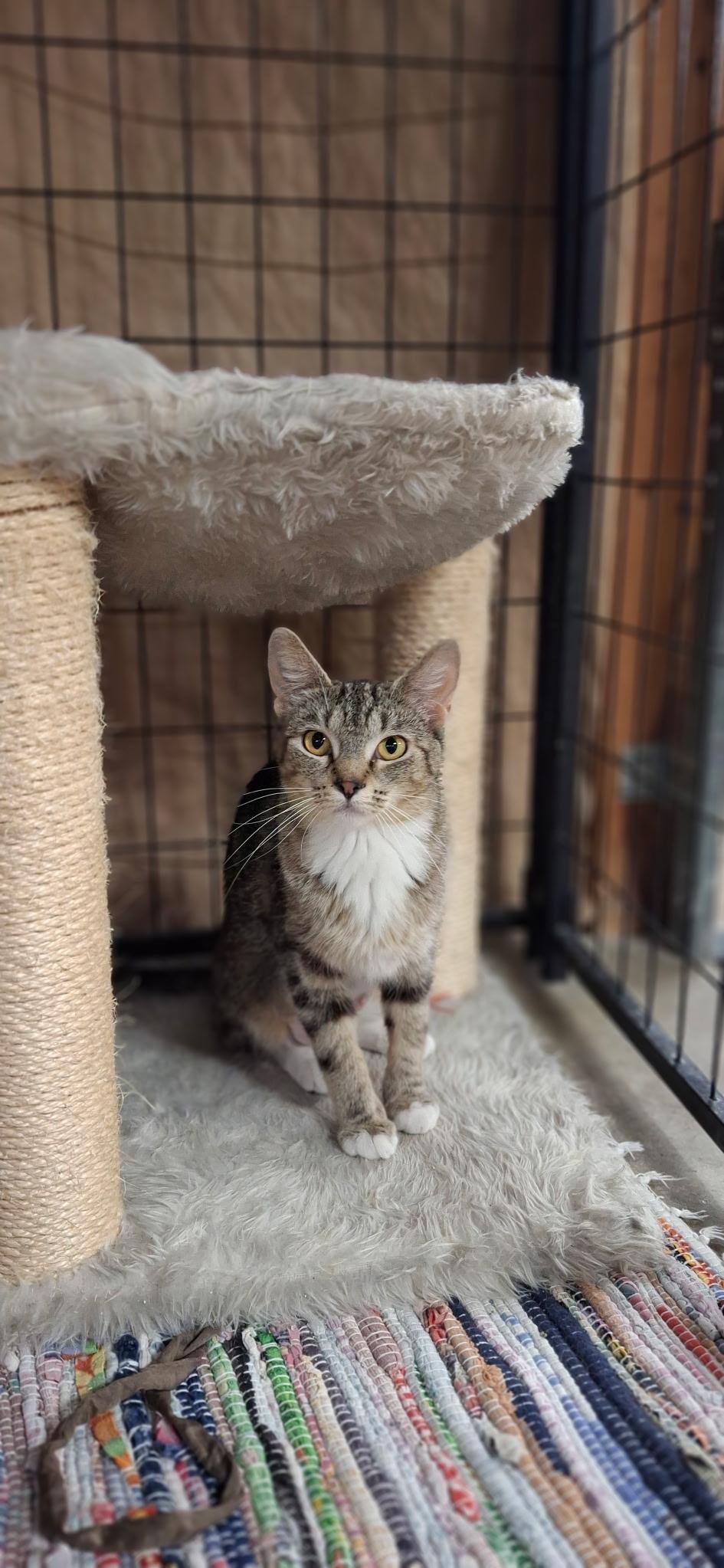 Enlarge Jazzy, a Adoptable Domestic Short Hair in Faribault, MN image 2/2