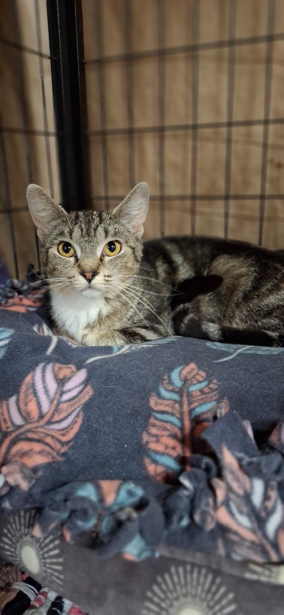 Jazzy, Adoptable, Adult Female Domestic Short Hair.