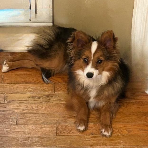 Enlarge Penny Lane, an adopted mixed breed in MADISON, AL image 2/3