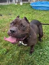 Enlarge Mystique, a Adoptable Bulldog in Whitby, ON image 2/2