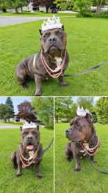 Enlarge Mystique, a Adoptable Bulldog in Whitby, ON image 1/2