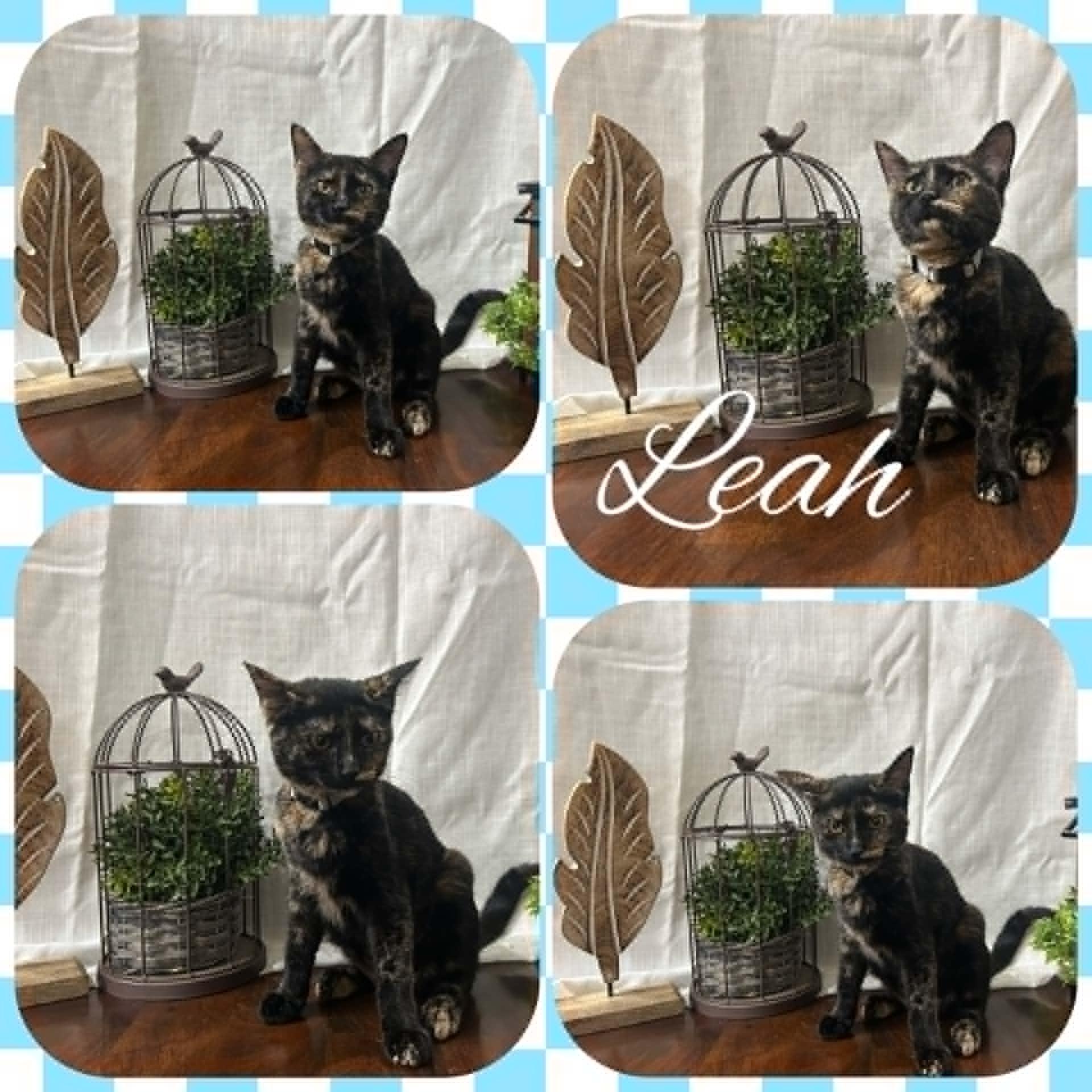 Leah, ADOPTABLE, Young Female Domestic Short Hair.