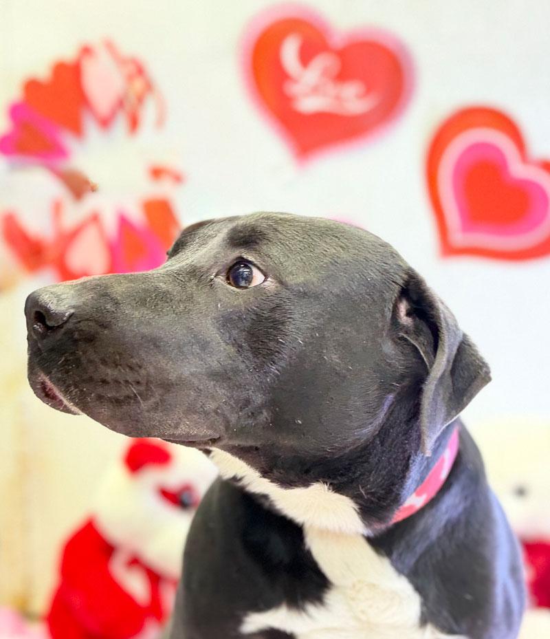 Beau, a Adoptable mixed breed in Horseshoe Bend, AR image 2/5