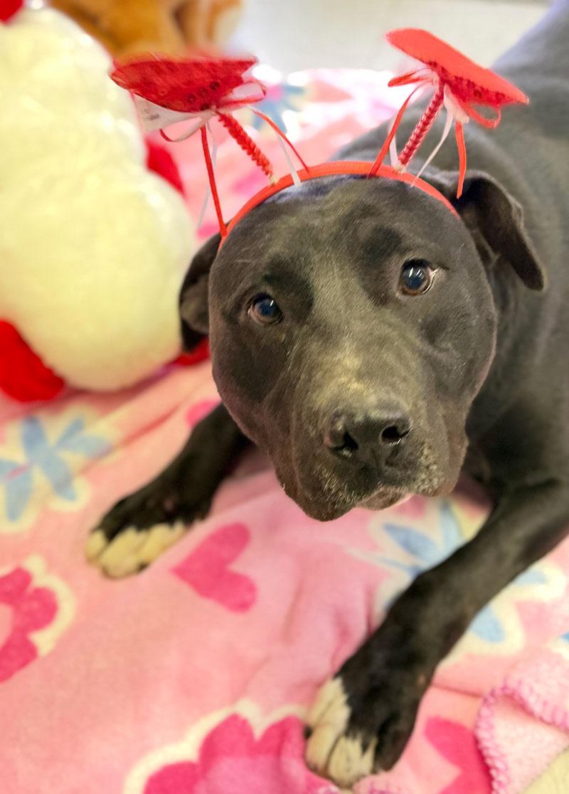 Beau, Adoptable, Adult Male Staffordshire Bull Terrier & Black Labrador Retriever.