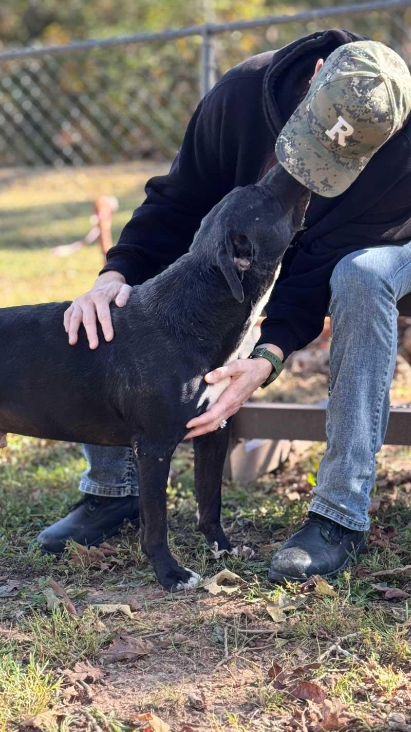 Enlarge Beau, a Adoptable mixed breed in Horseshoe Bend, AR image 2/5