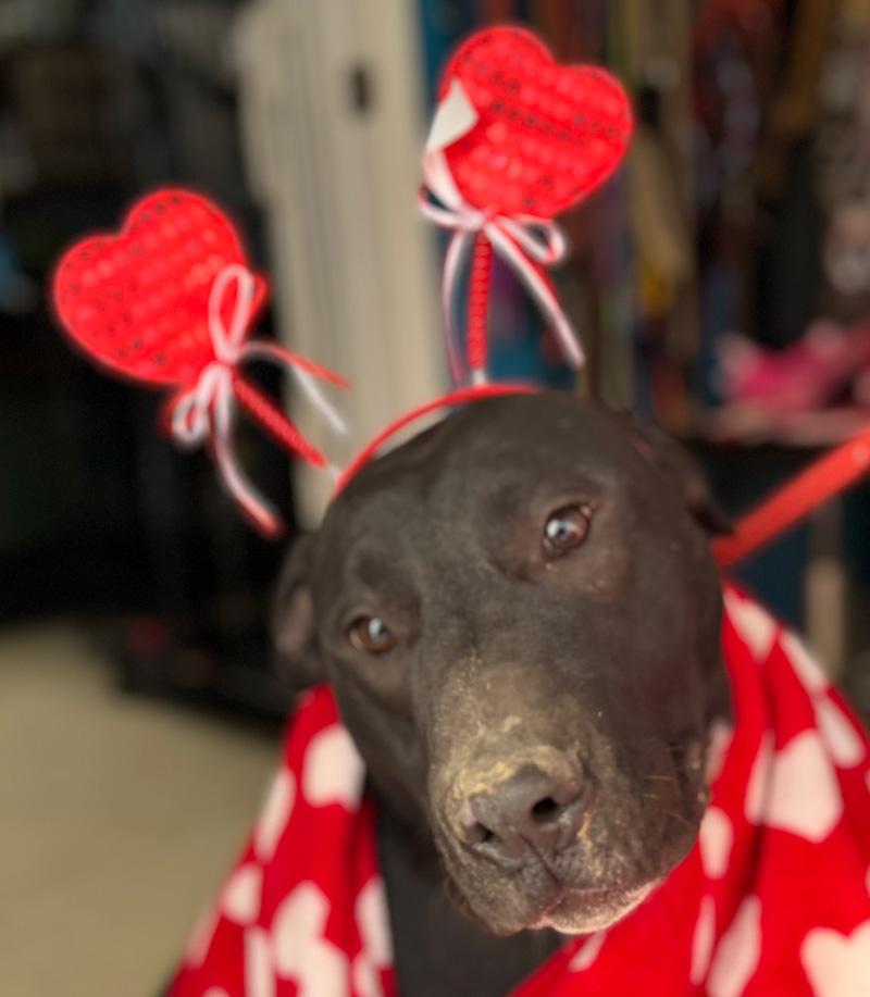 Enlarge Beau, a Adoptable mixed breed in Horseshoe Bend, AR image 4/5