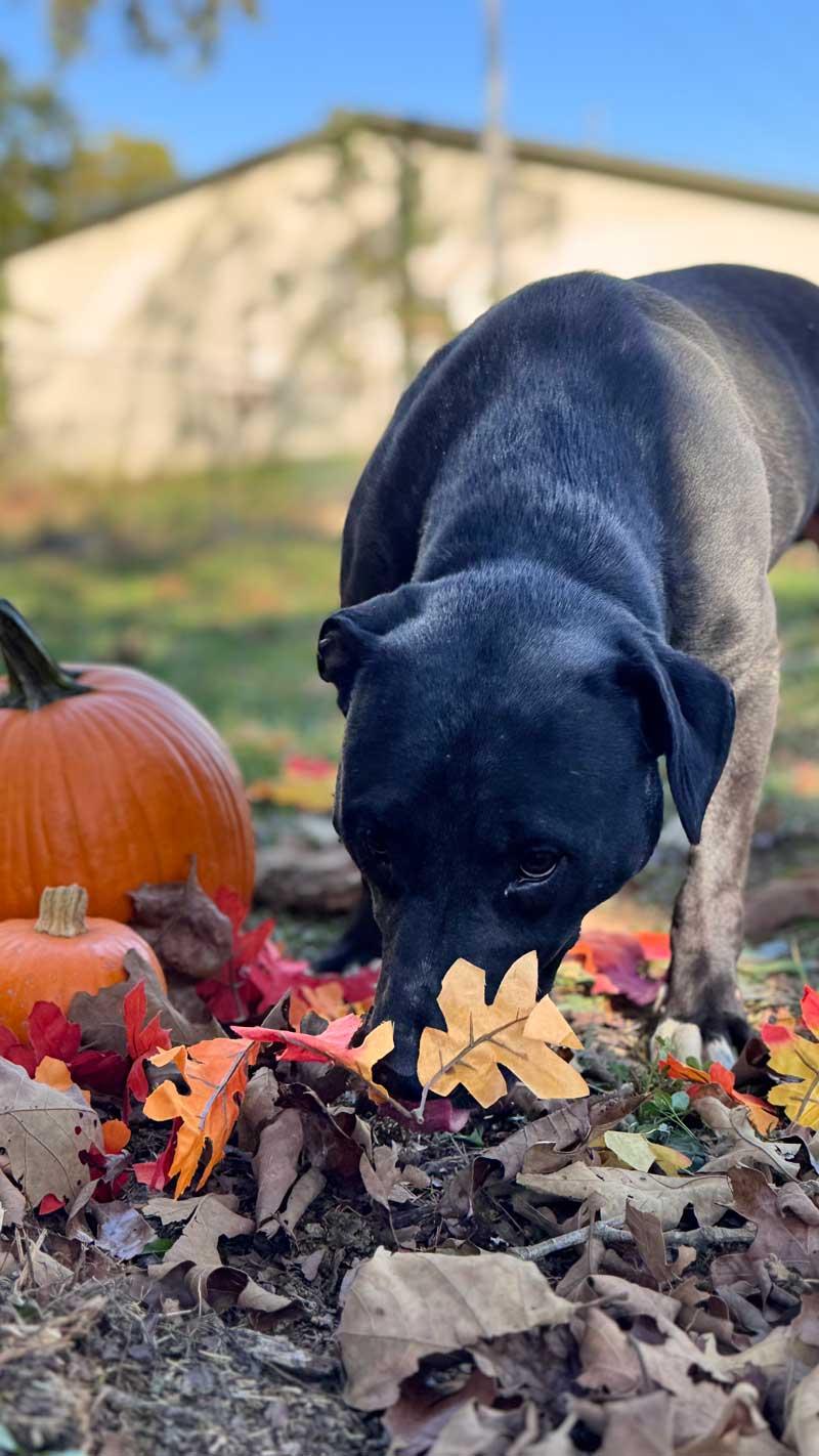 Beau, Adoptable, Young Male Black Labrador Retriever & Pit Bull Terrier.