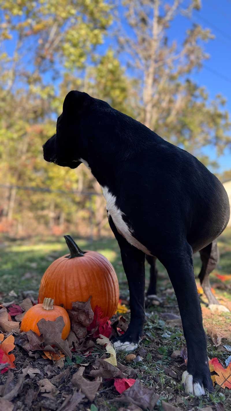 Enlarge Beau, a Adoptable mixed breed in Horseshoe Bend, AR image 3/5