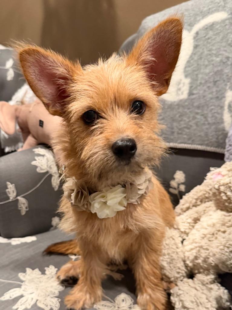 Benjamin, a Adoptable mixed breed in West Bloomfield, MI image 1/5