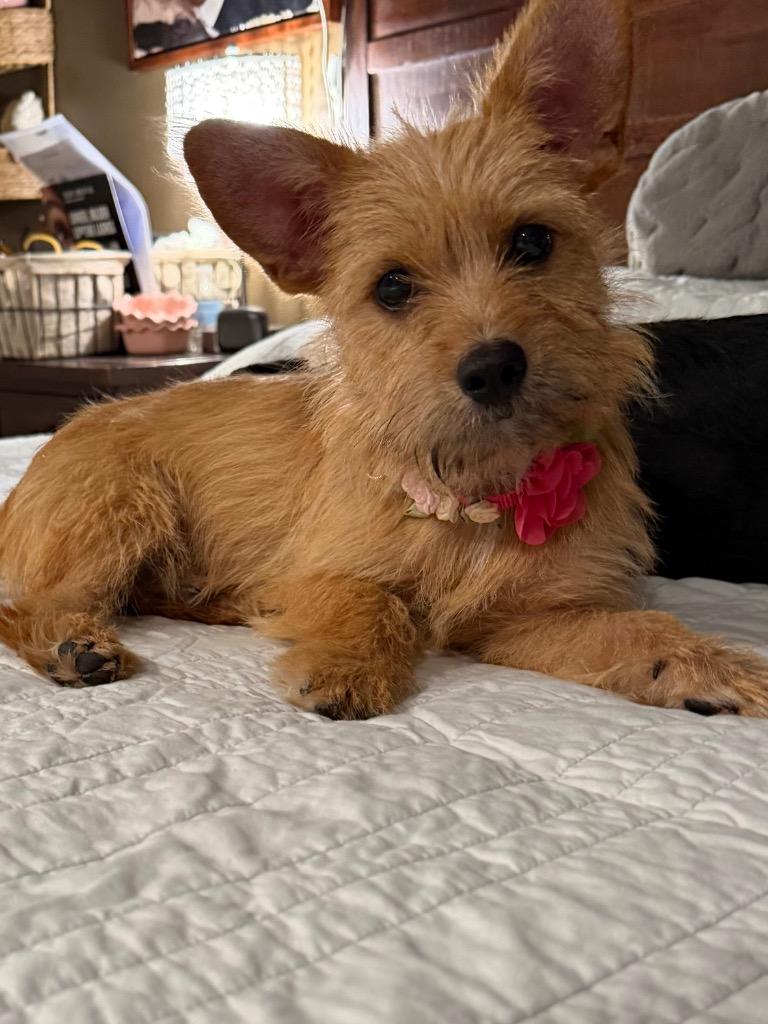 Benjamin, a Adoptable mixed breed in West Bloomfield, MI image 3/5