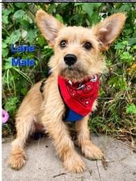 Benjamin, a Adoptable mixed breed in West Bloomfield, MI image 5/5