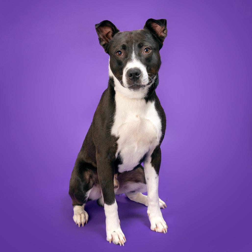 Felix, Adoptable, Adult Male Mixed Breed.