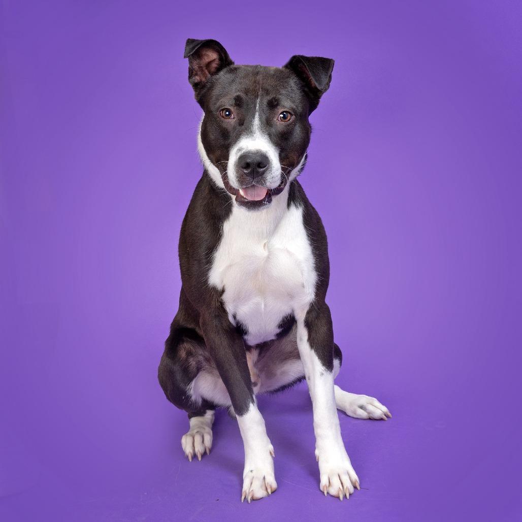 Enlarge Felix, a Adoptable Mixed Breed in Franklin, TN image 2/4