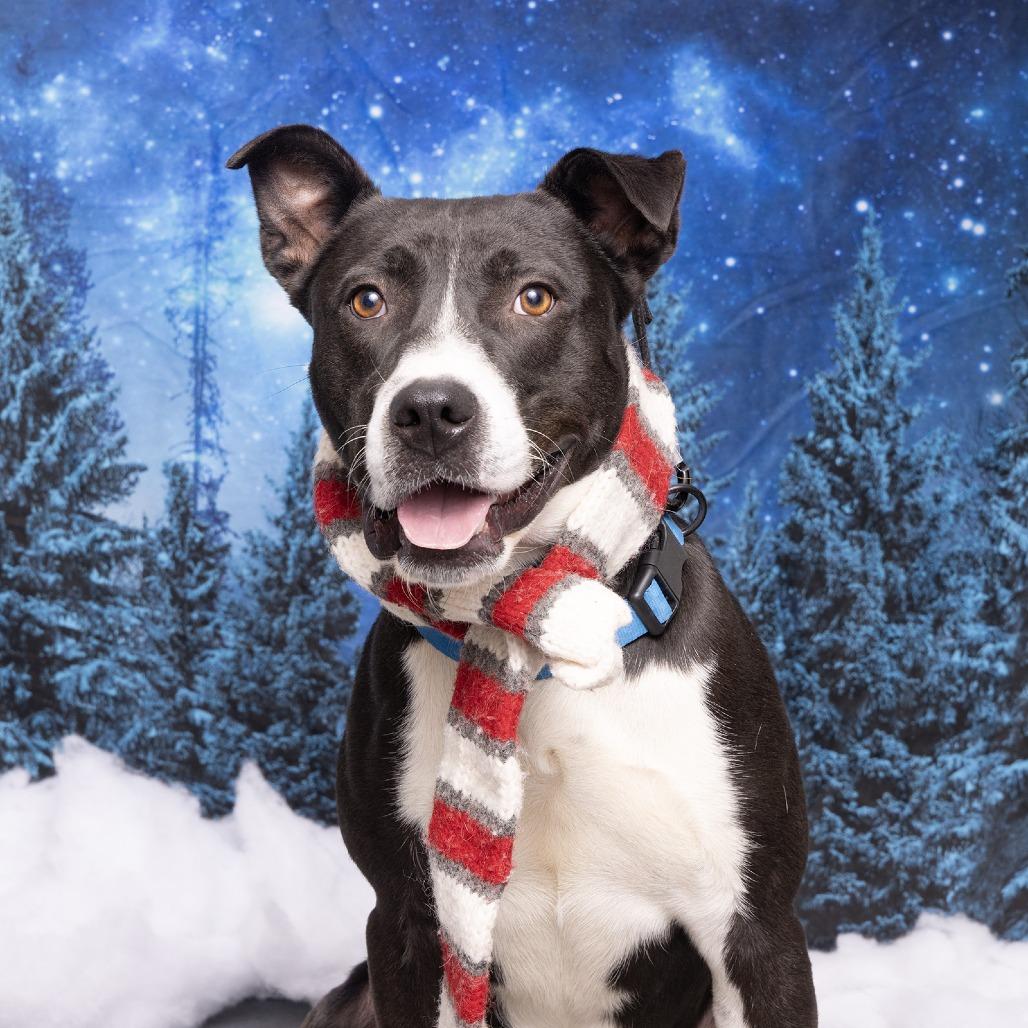 Felix, Adoptable, Adult Male Mixed Breed.