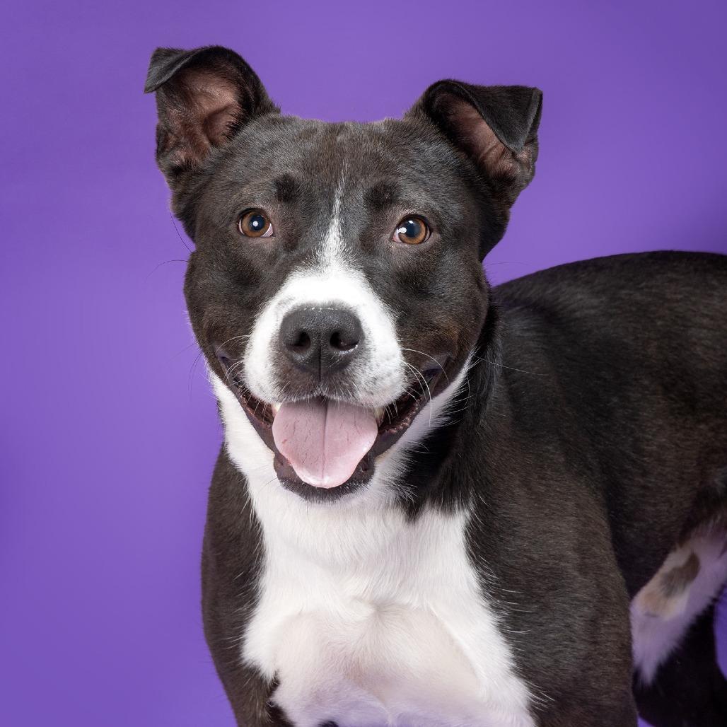 Enlarge Felix, a Adoptable Mixed Breed in Franklin, TN image 3/4