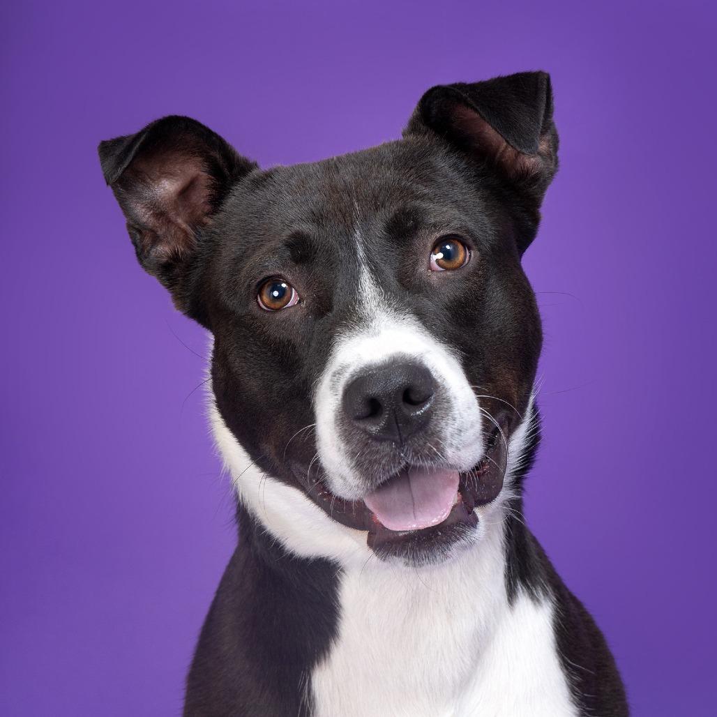 Enlarge Felix, a Adoptable Mixed Breed in Franklin, TN image 4/4