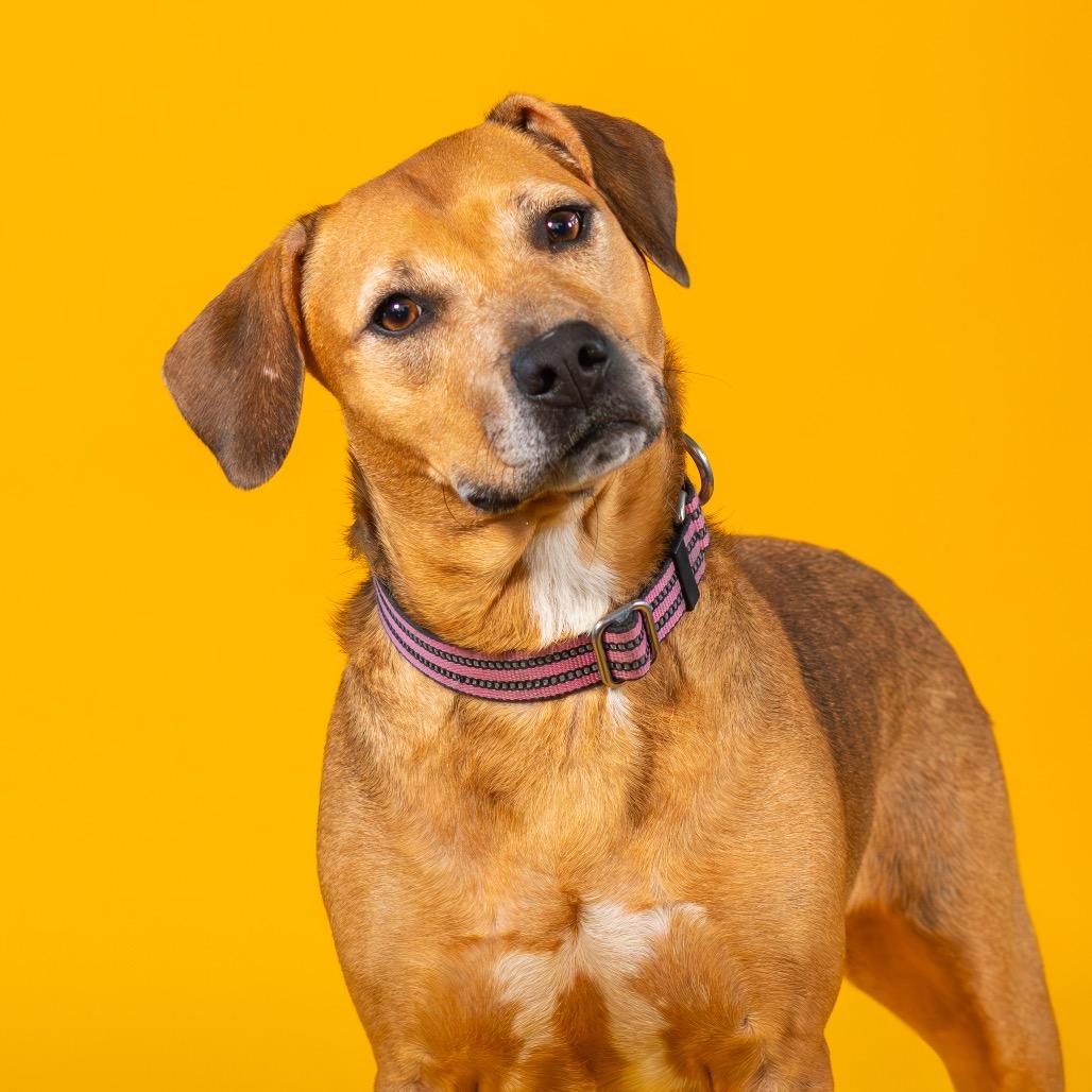 Enlarge Nevaeh (Bonded w/ Puppy Girl), a Adoptable mixed breed in Newark, DE image 1/6