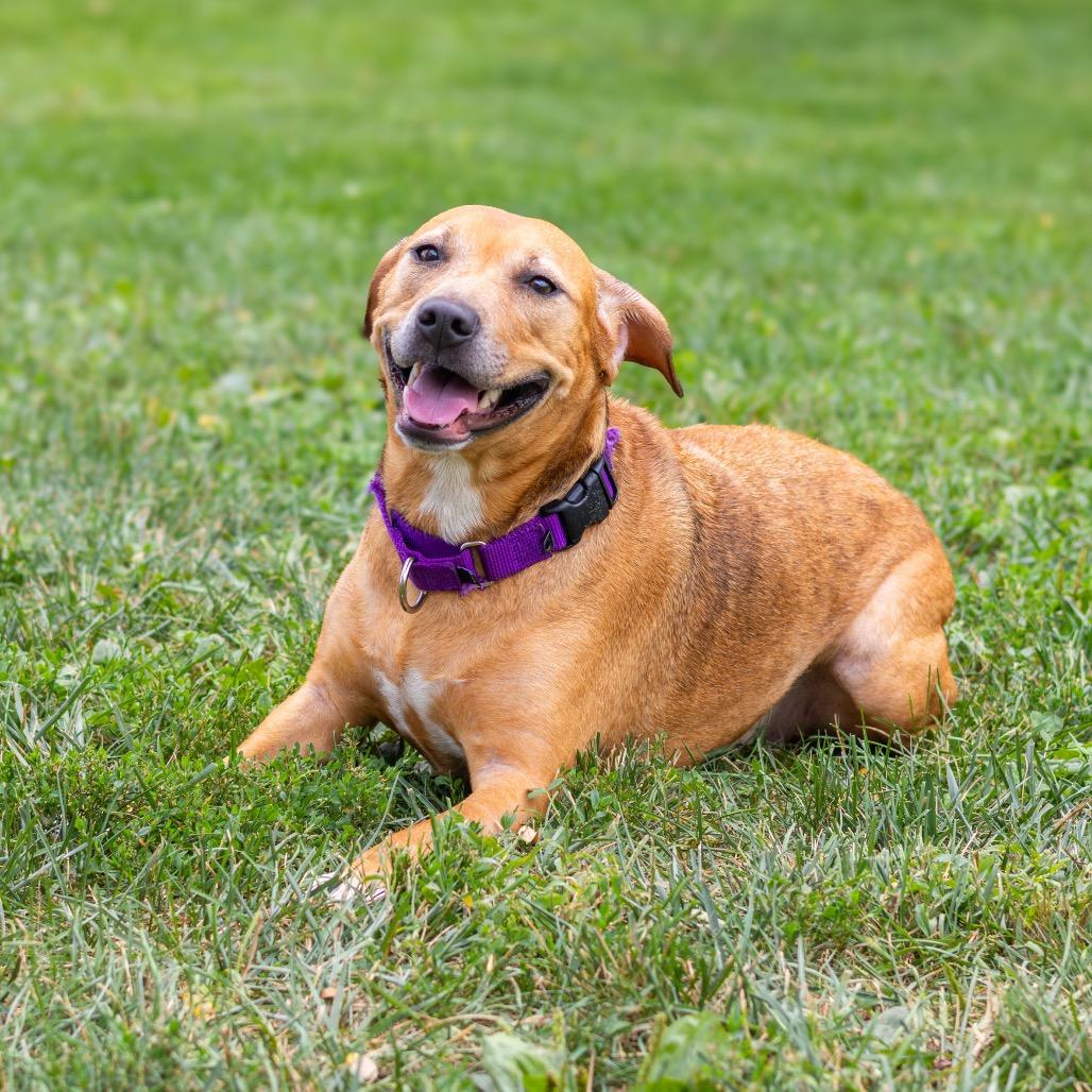 Enlarge Nevaeh (Bonded w/ Puppy Girl), a Adoptable mixed breed in Newark, DE image 2/6
