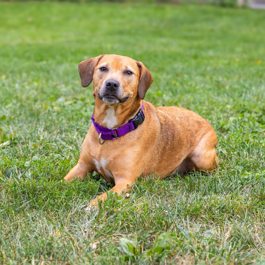 Enlarge Nevaeh (Bonded w/ Puppy Girl), a Adoptable mixed breed in Newark, DE image 3/6