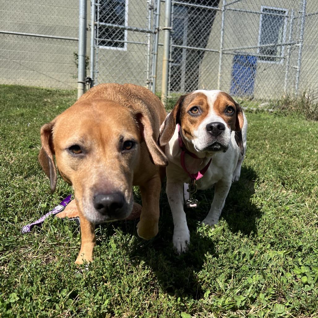 Enlarge Nevaeh (Bonded w/ Puppy Girl), a Adoptable mixed breed in Newark, DE image 4/6