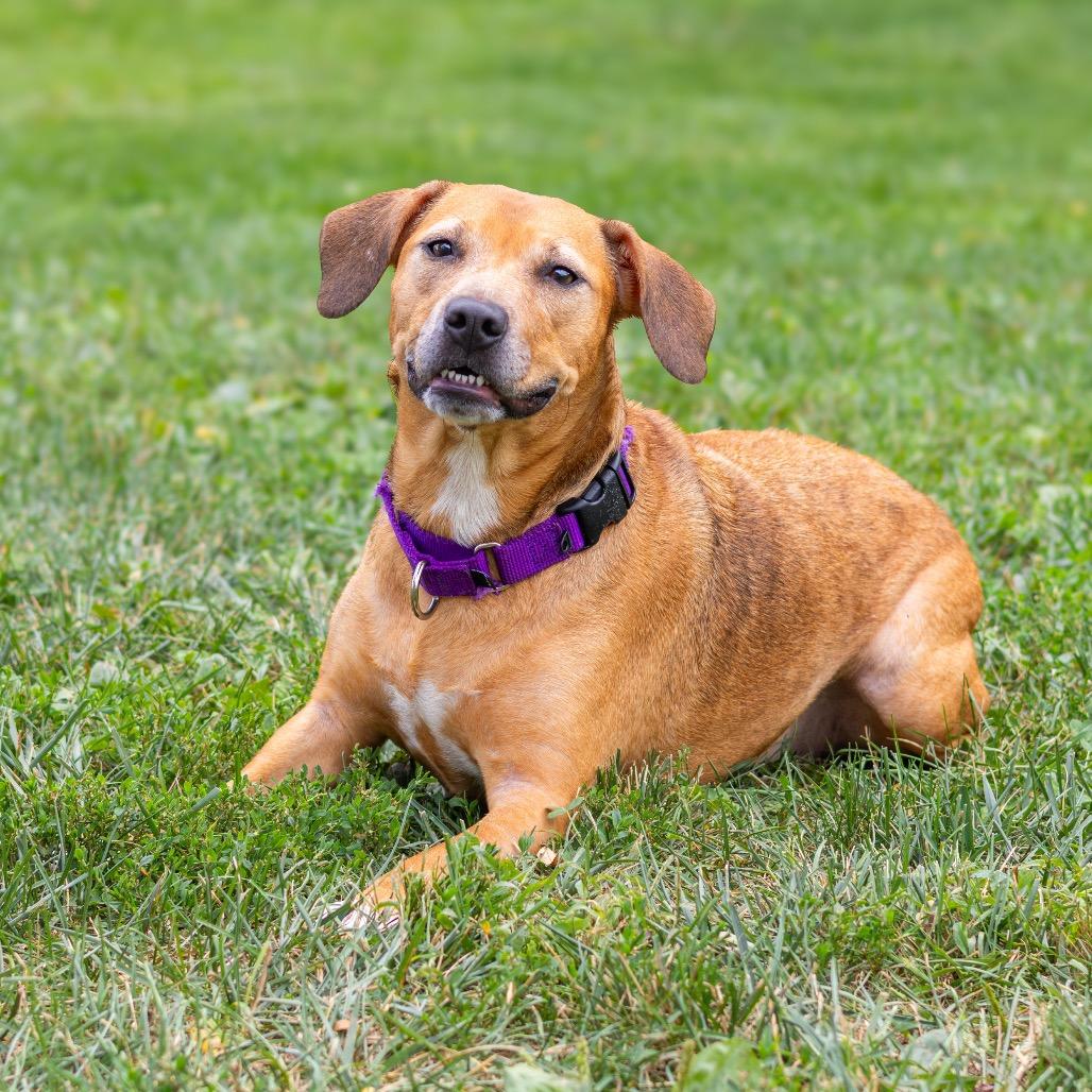Enlarge Nevaeh (Bonded w/ Puppy Girl), a Adoptable mixed breed in Newark, DE image 5/6