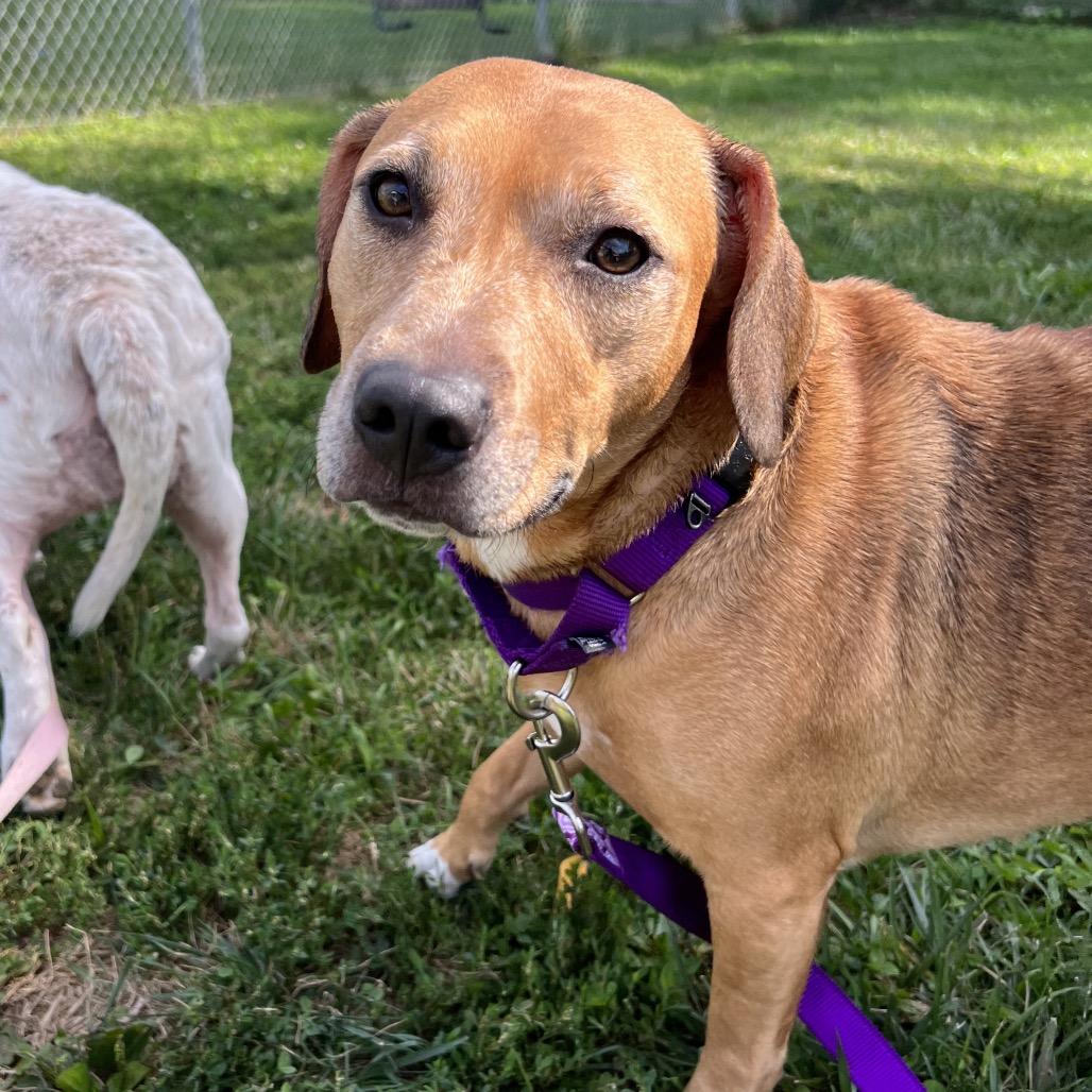 Enlarge Nevaeh (Bonded w/ Puppy Girl), a Adoptable mixed breed in Newark, DE image 6/6