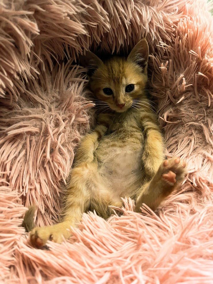 GIMLI - Adoption Pending!, Adoptable, Kitten Male Domestic Short Hair.