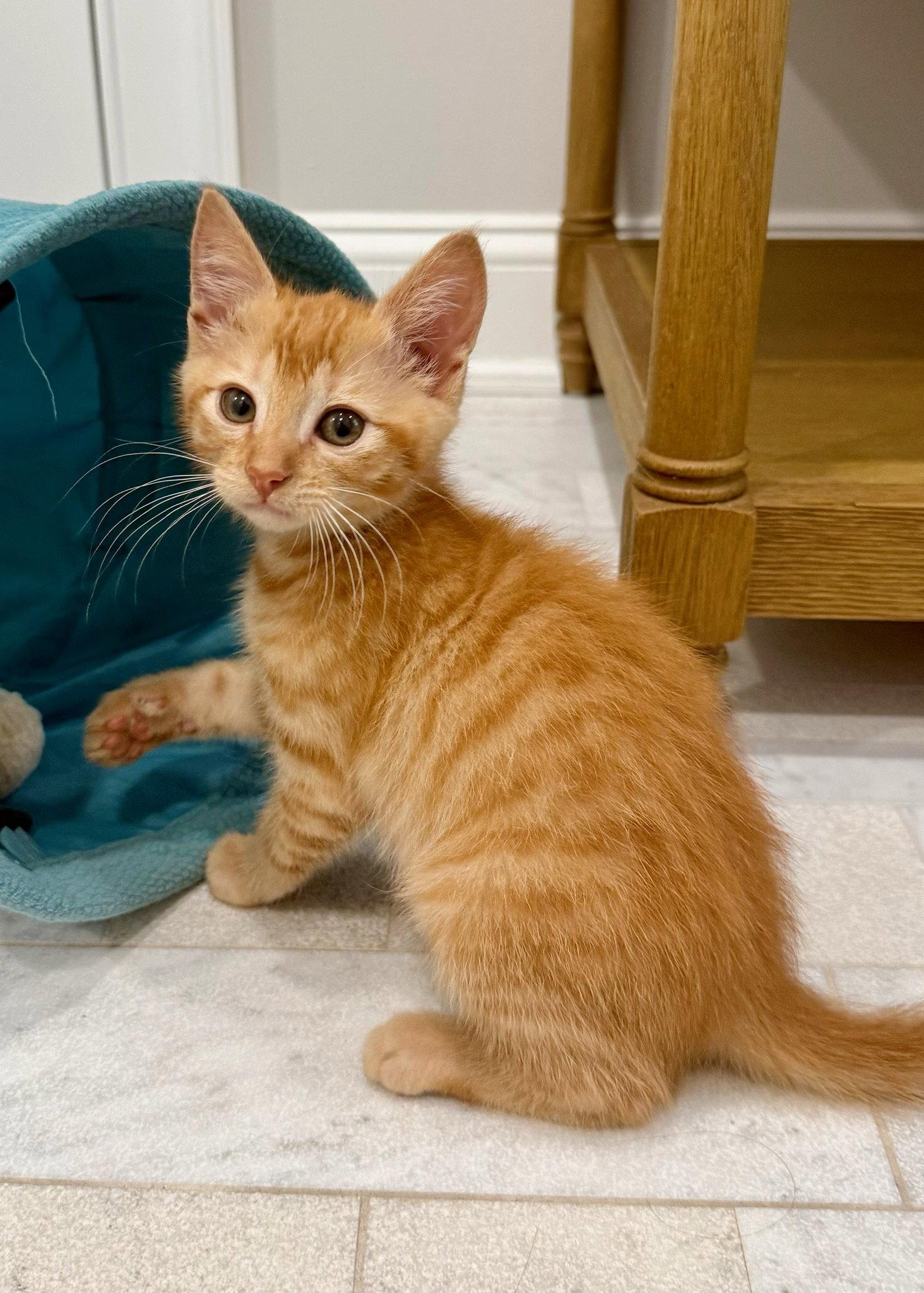 Enlarge GIMLI - Adoption Pending!, a Adoptable Domestic Short Hair in Oakhurst, NJ image 2/3