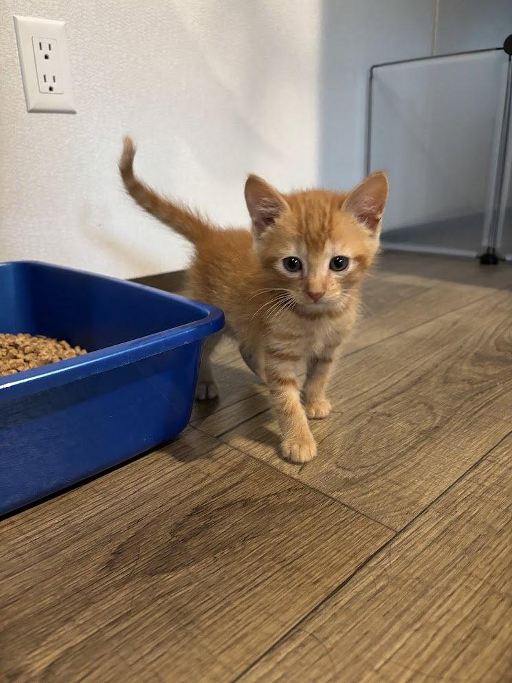 Enlarge GIMLI - Adoption Pending!, a Adoptable Domestic Short Hair in Oakhurst, NJ image 3/3
