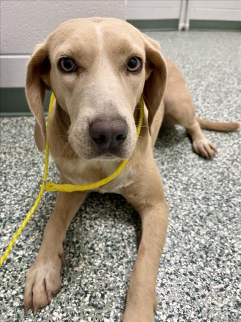 GOLDIE, Adoptable, Adult Female Beagle & Plott Hound.
