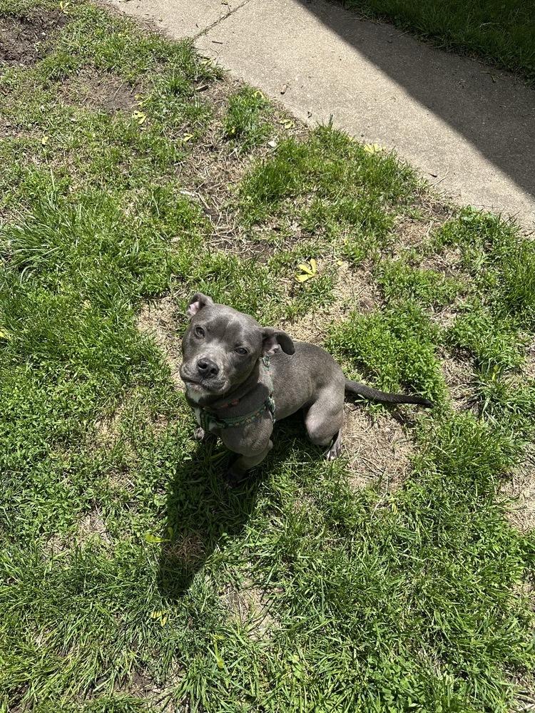 Mickey - Pending Adoption, Adoptable, Young Female American Staffordshire Terrier.