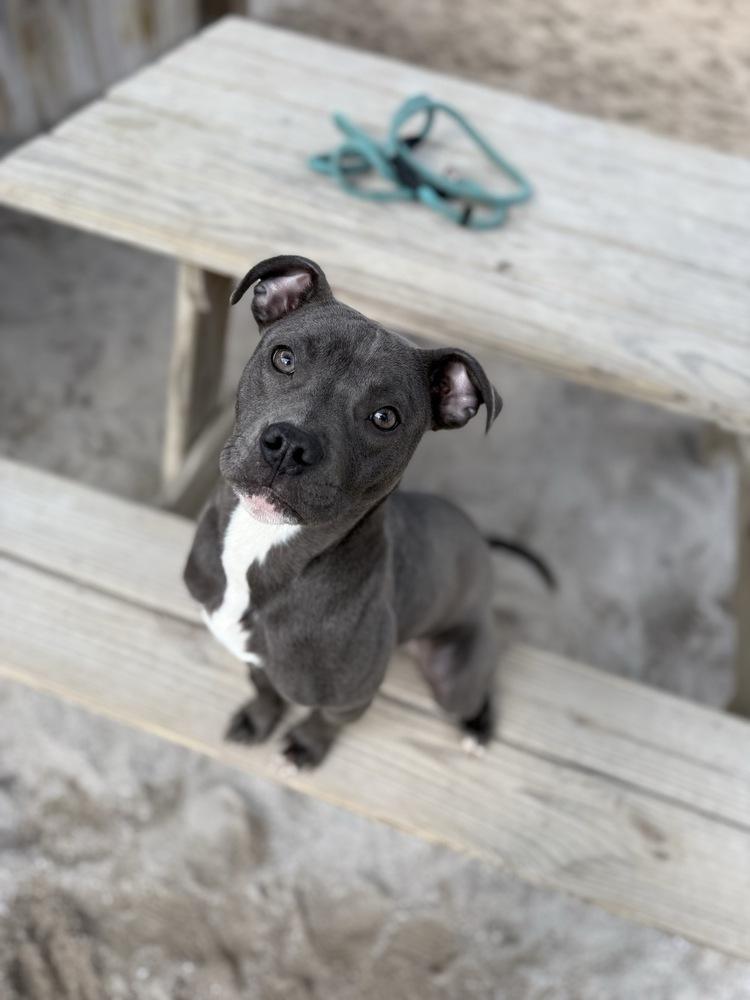 Mickey - Pending Adoption, a Adoptable mixed breed in Grand Rapids, MI image 2/4