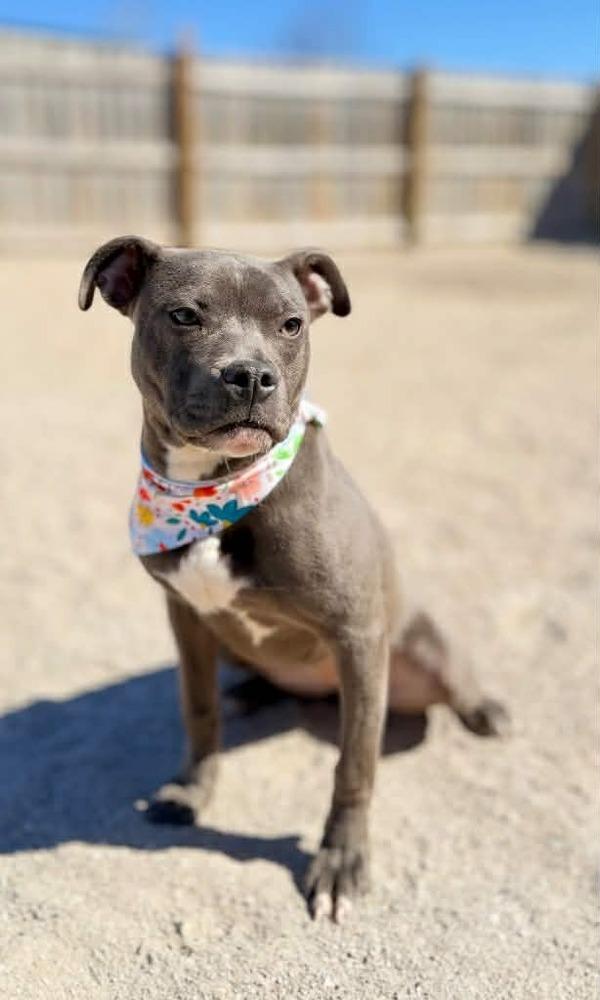 Mickey - Pending Adoption, a Adoptable mixed breed in Grand Rapids, MI image 3/4