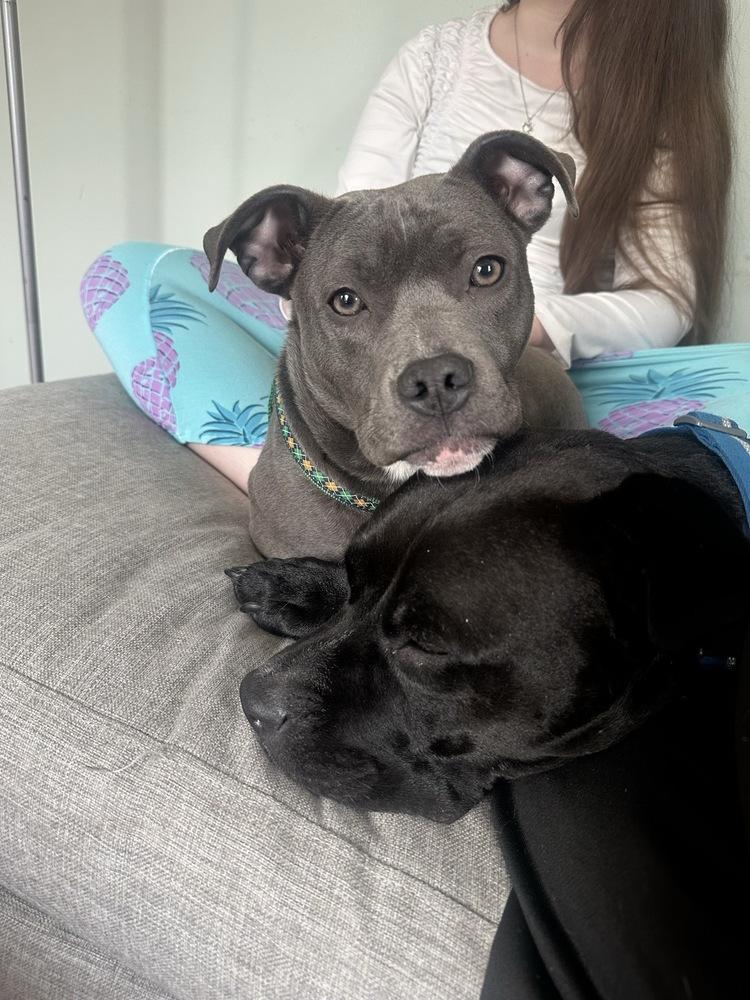 Mickey - Pending Adoption, a Adoptable mixed breed in Grand Rapids, MI image 4/4