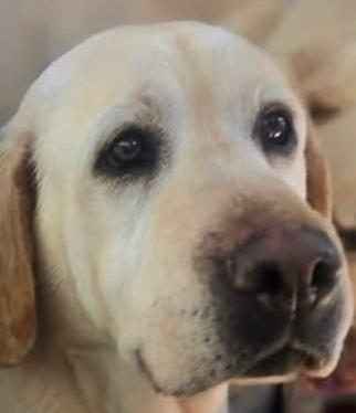 Enlarge Butters, a Adoptable Labrador Retriever in Groveland, MA image 1/1