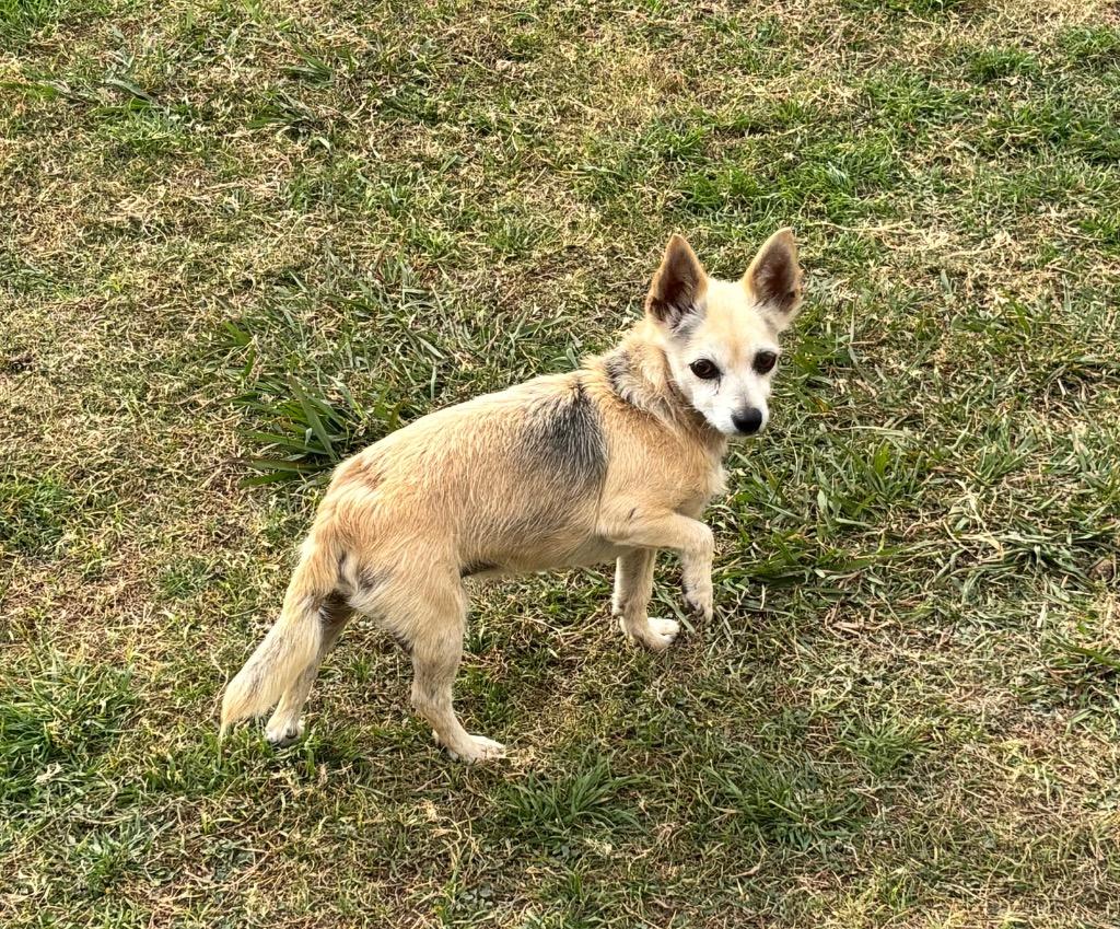 Shorty, Adopted, Adult Male Chihuahua & Mixed Breed.