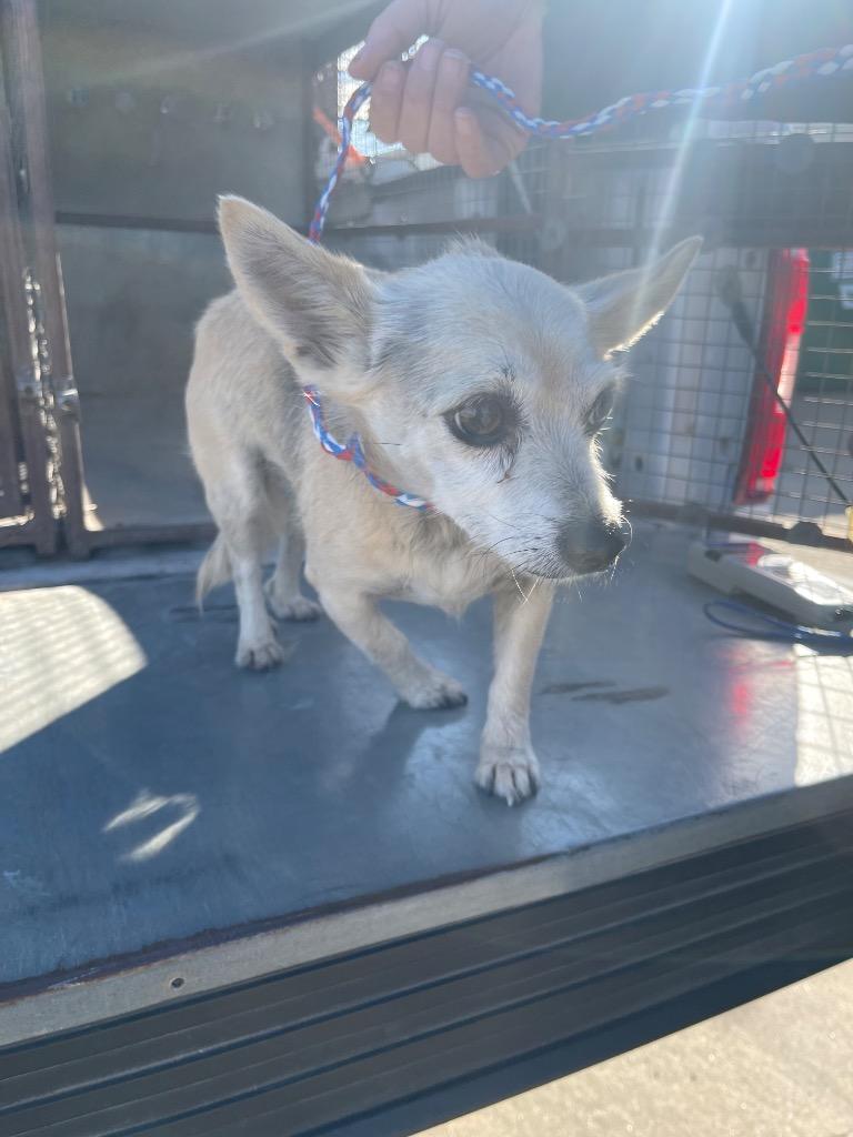 Enlarge Shorty, a Adopted mixed breed in Belton, TX image 2/4