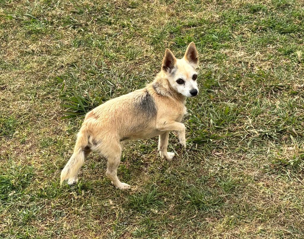 Enlarge Shorty, a Adopted mixed breed in Belton, TX image 3/4