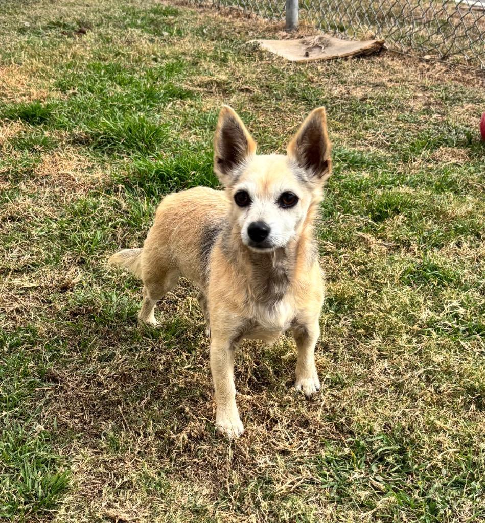 Enlarge Shorty, a Adopted mixed breed in Belton, TX image 4/4
