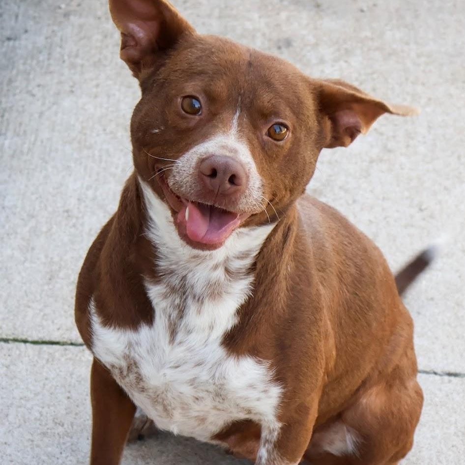 Mrs. Bennet, ADOPTABLE, Young Female Pit Bull Terrier.