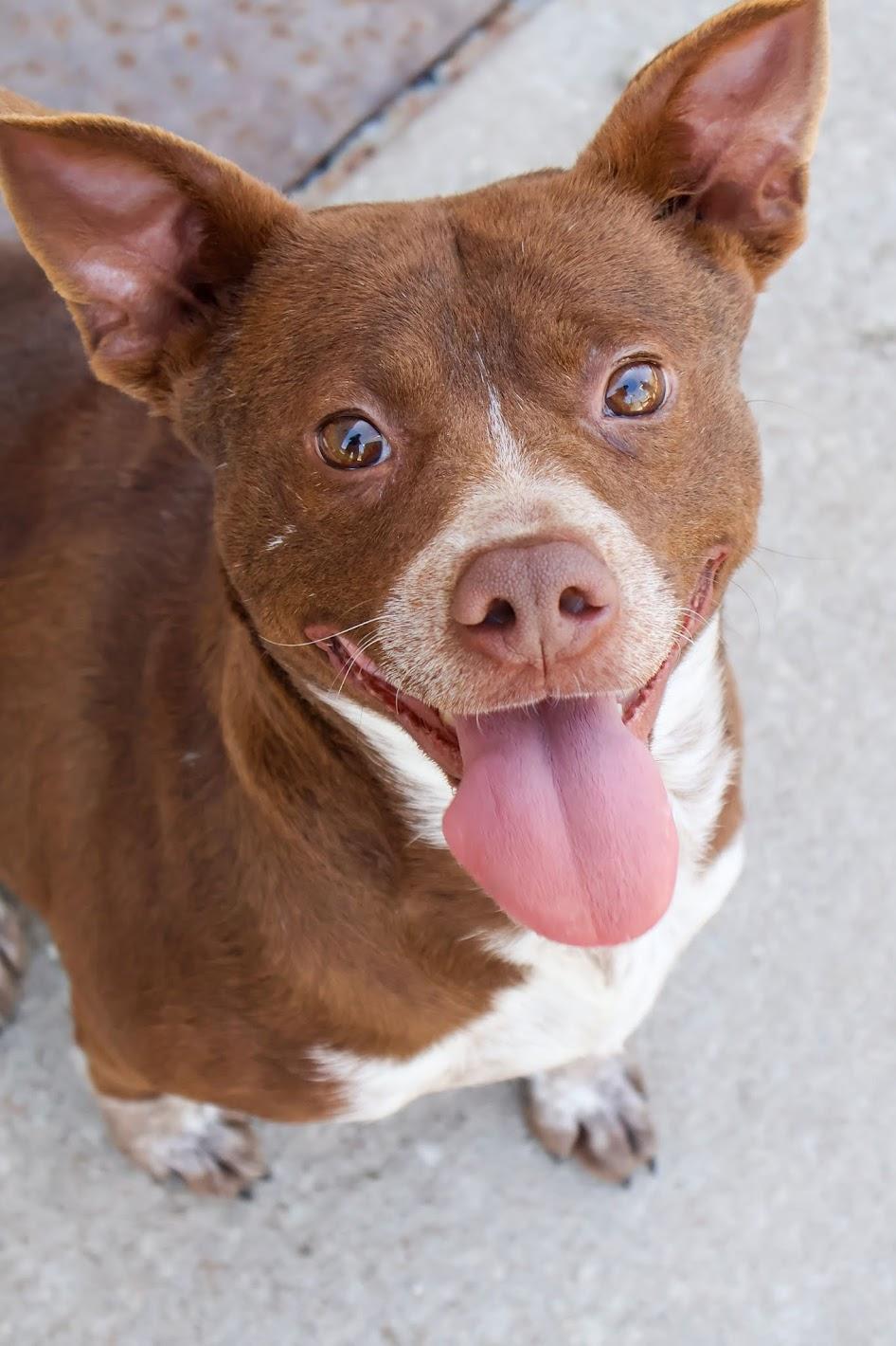 Enlarge Mrs. Bennet, a ADOPTABLE Pit Bull Terrier in Hollister, MO image 2/2