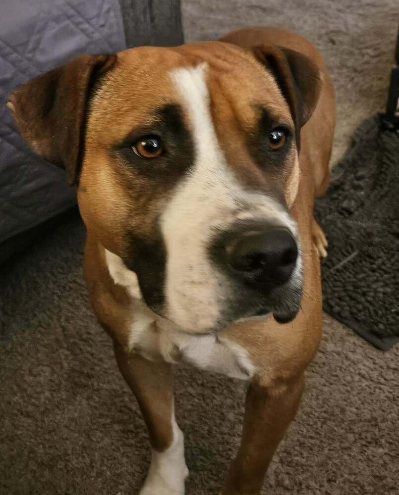 Daisy, Adoptable, Adult Female Boxer.