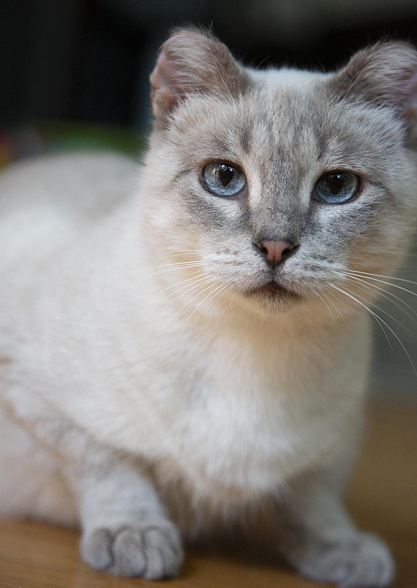 Enlarge Ami, an adopted mixed breed in Chicago, IL image 1/6